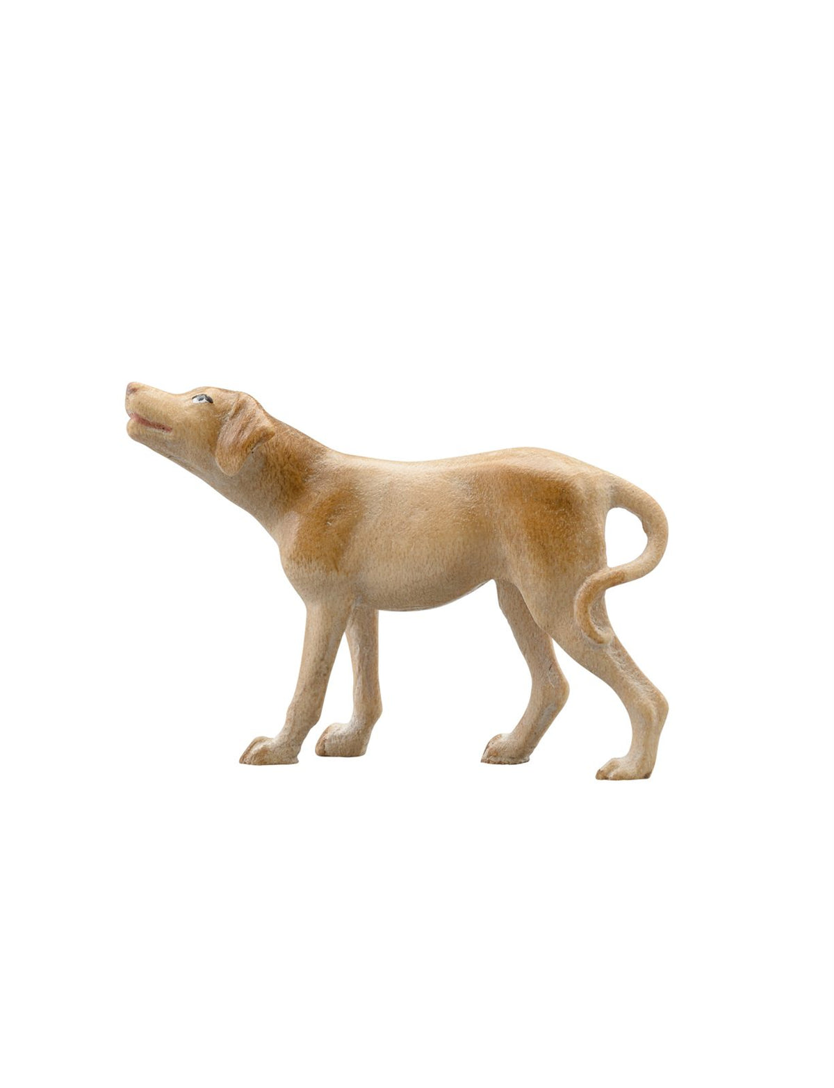 IN Hund Pointer