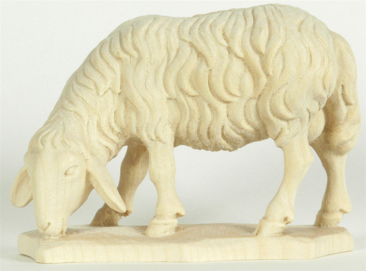 Schaf grasend