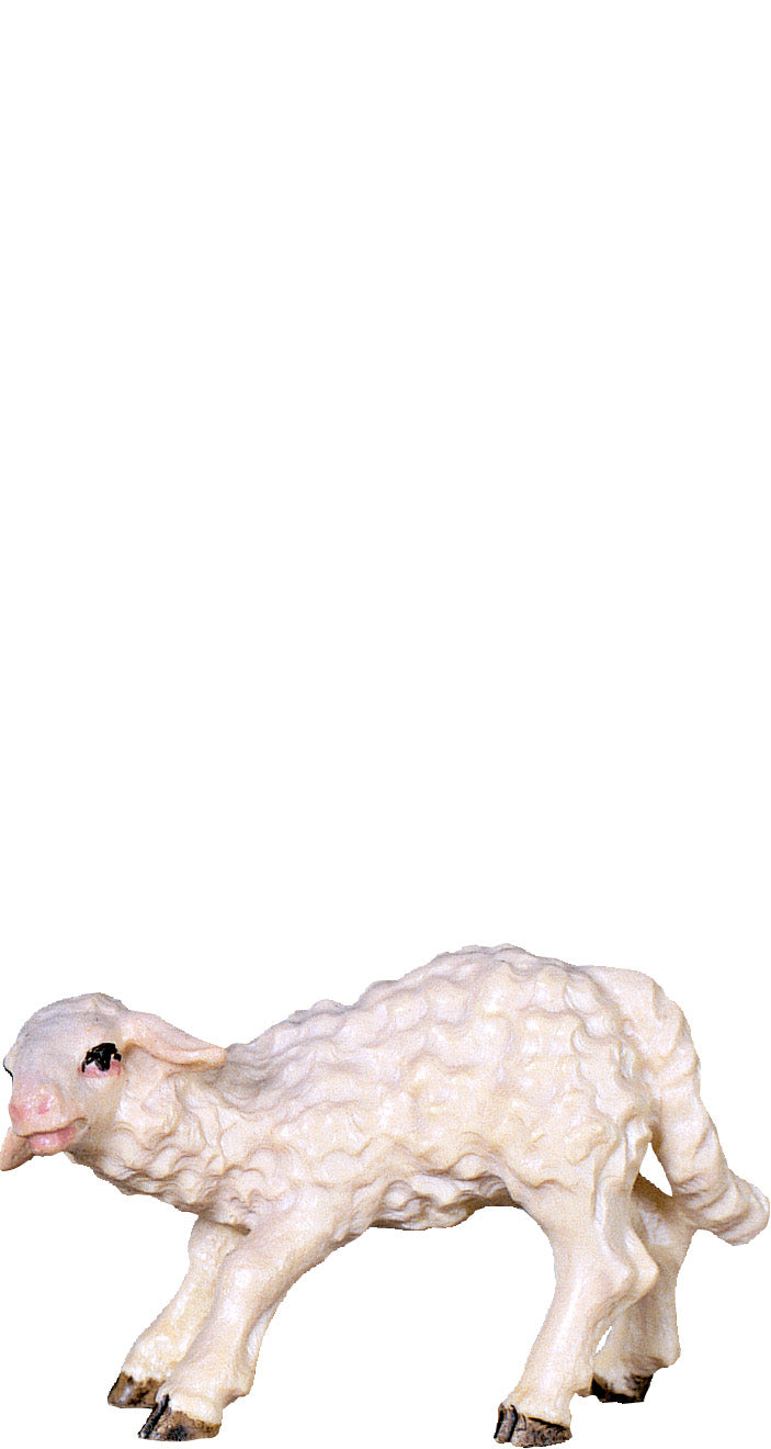 Lamm saugend B.K.