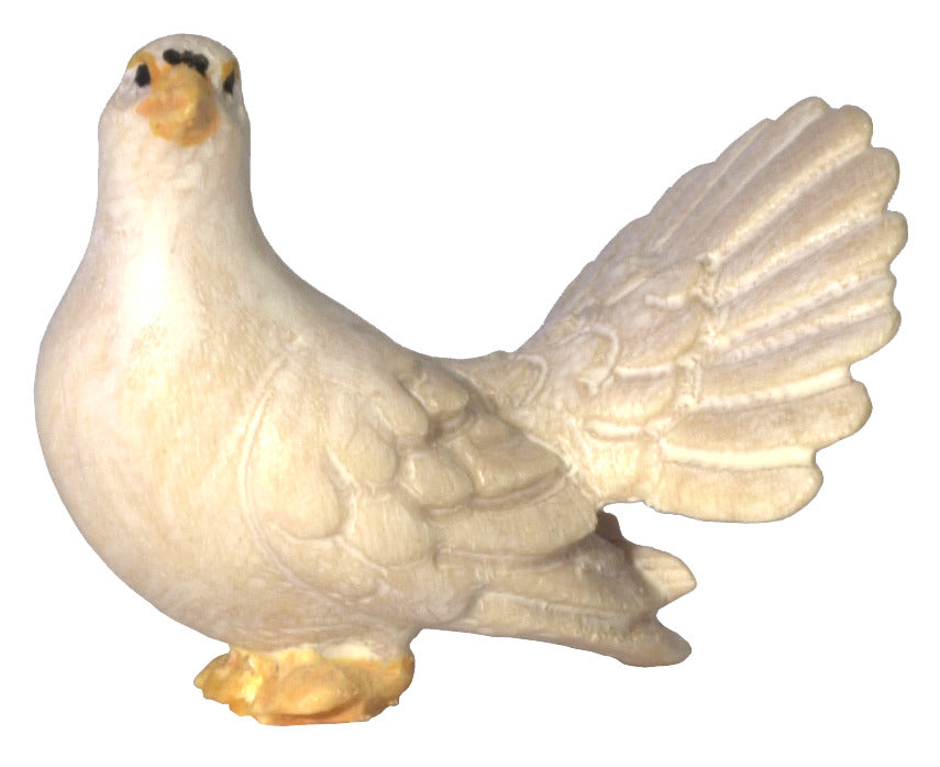 Pfautaube Kopf oben