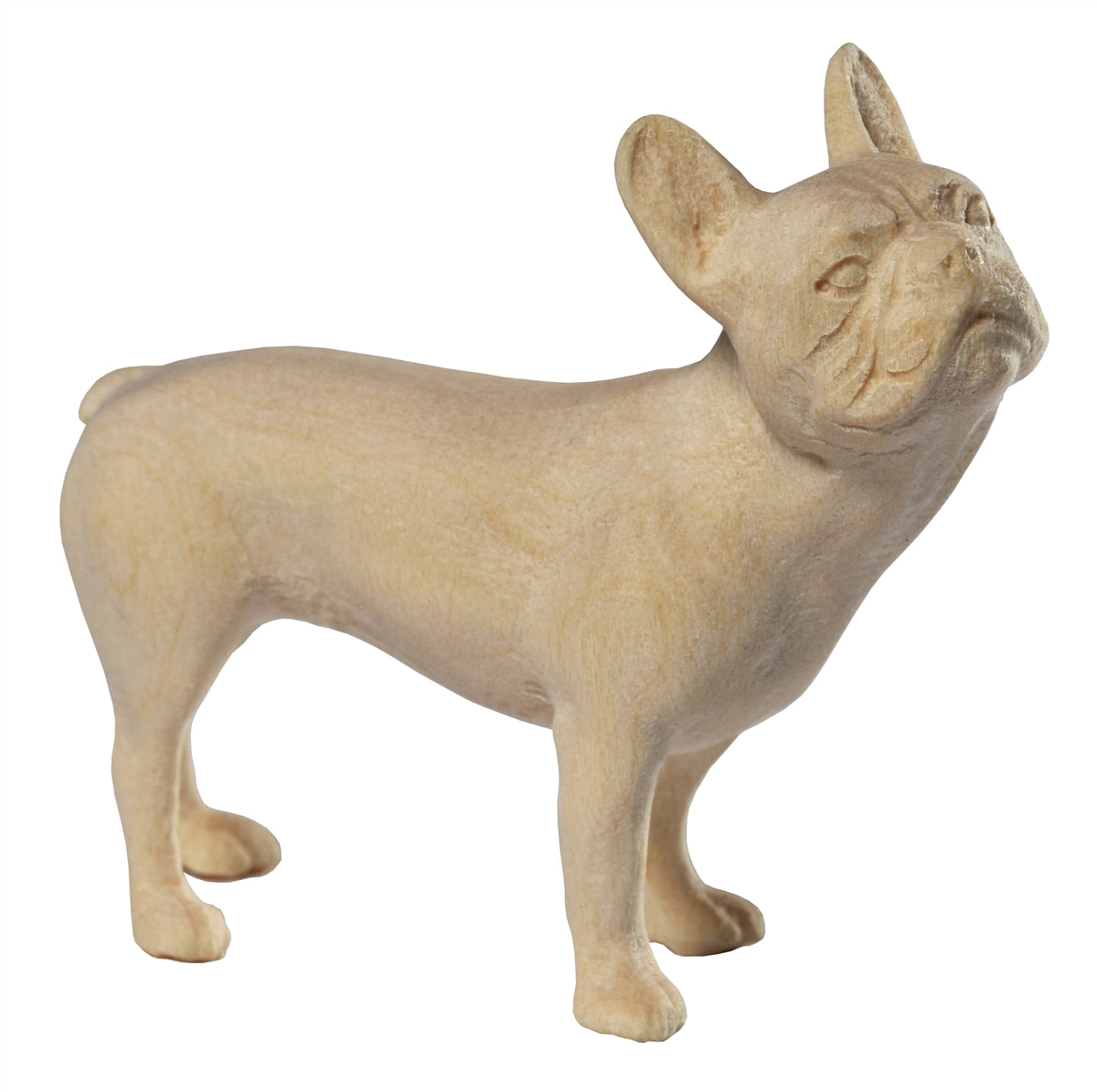 Französische Bulldogge