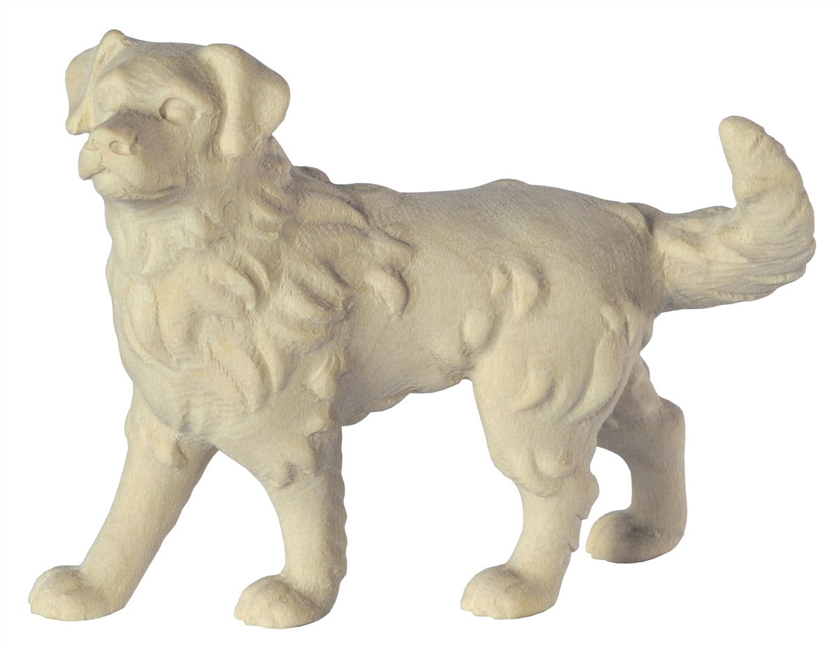 Australian shepherd Hund