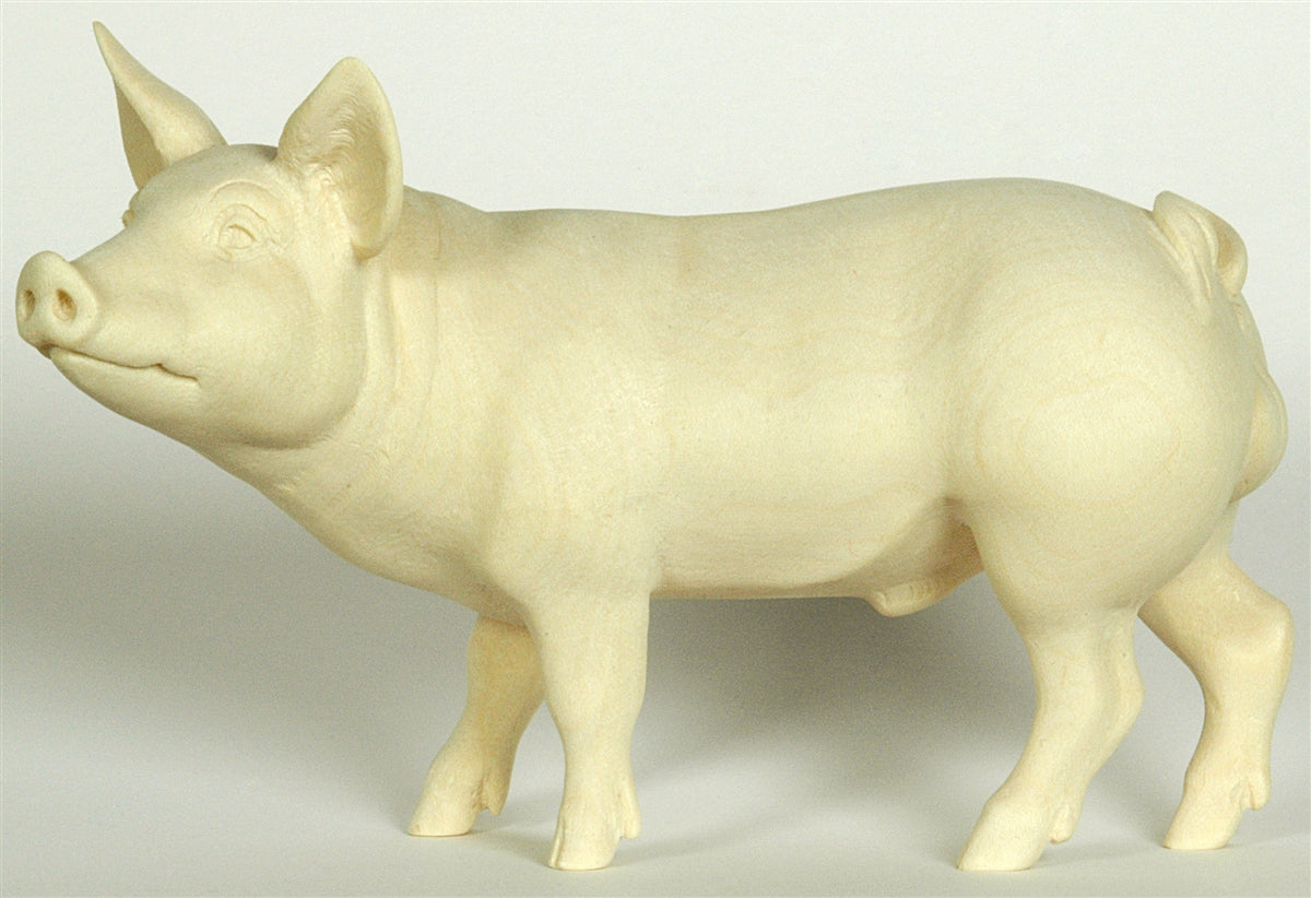 Eber (Schwein)