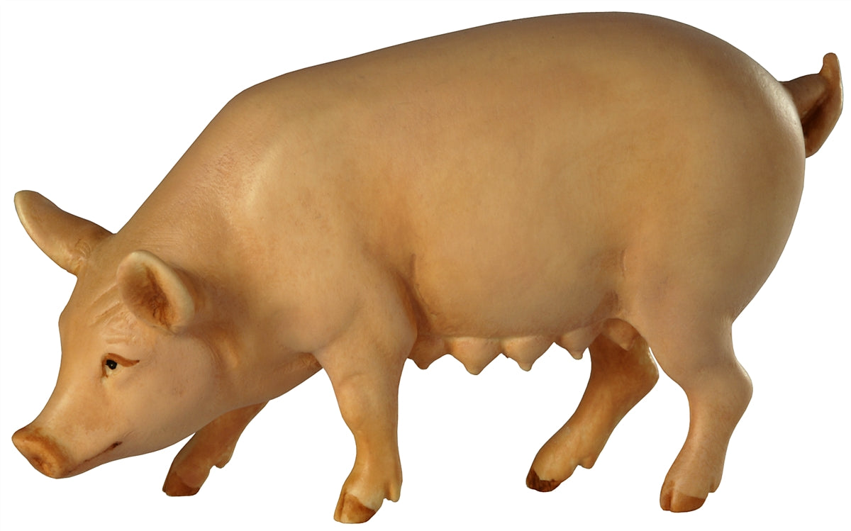 Sau (Schwein)