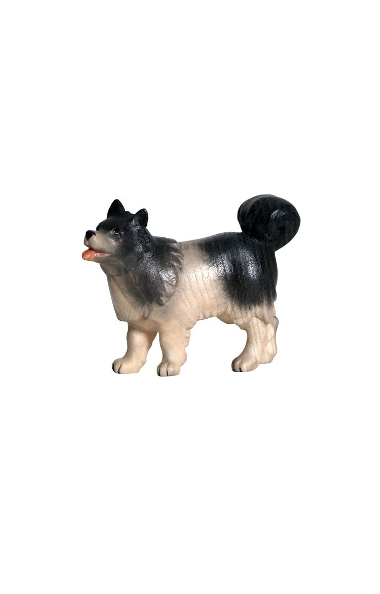 AD Hund Spitz