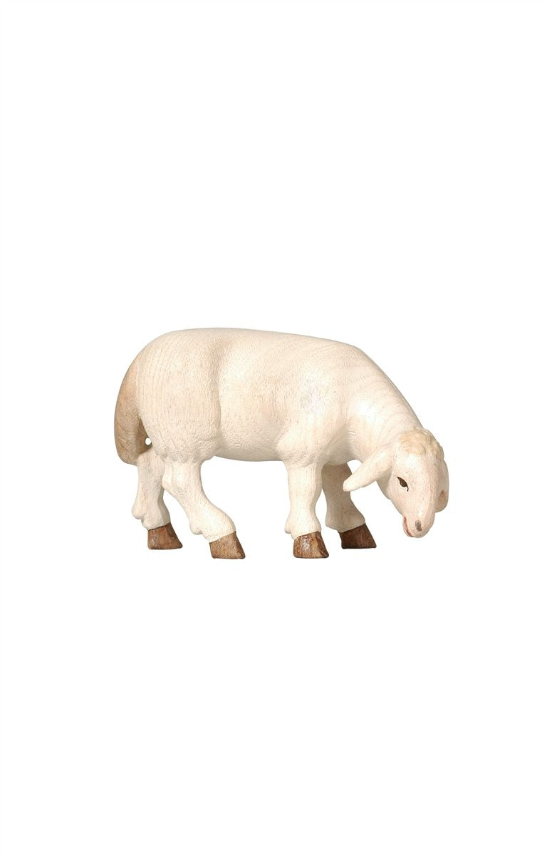 PE Schaf äsend rechtsschauend