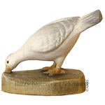 Taube pickend