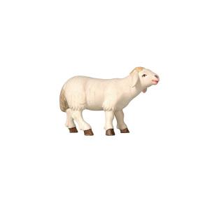 Pema Krippe Schaf stehend vorwärtsschauend