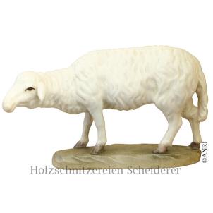 SCHAF STEHEND-KU