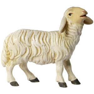 Tavella Krippe Schaf blöckend