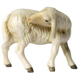 Tavella Krippe Schaf leckend