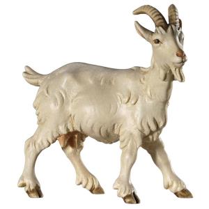 Tavella Krippe Ziege Kopf nach rechts