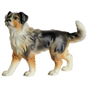 Australian shepherd Hund