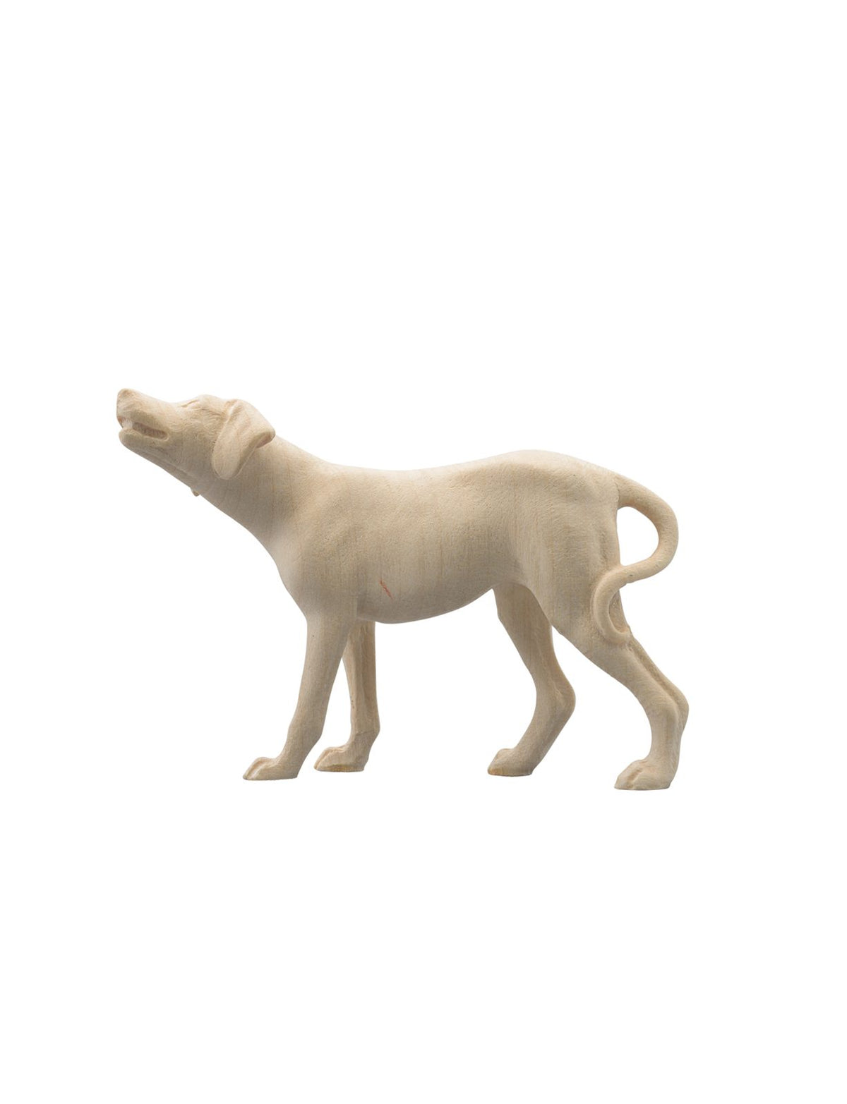 IN Hund Pointer