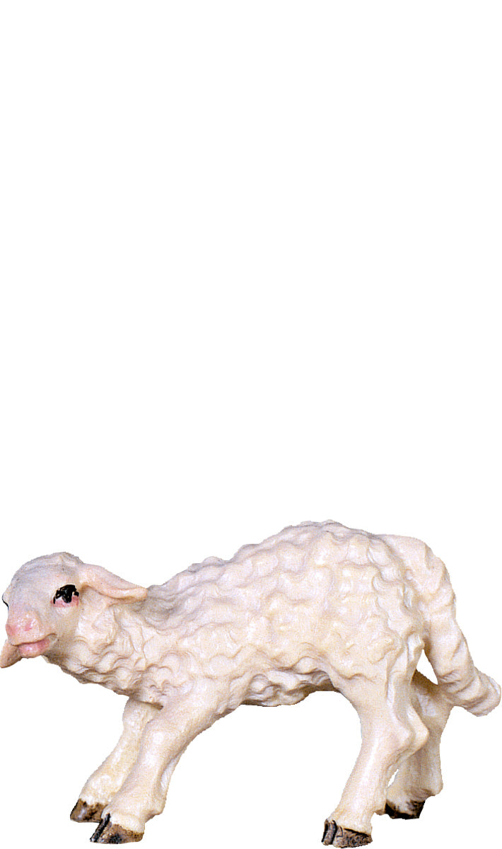 Lamm saugend D.K.