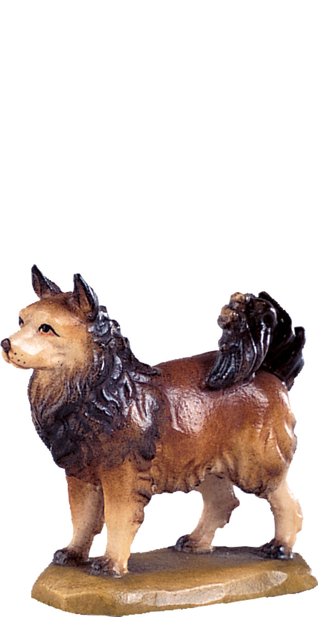 Spitzhund D.K.