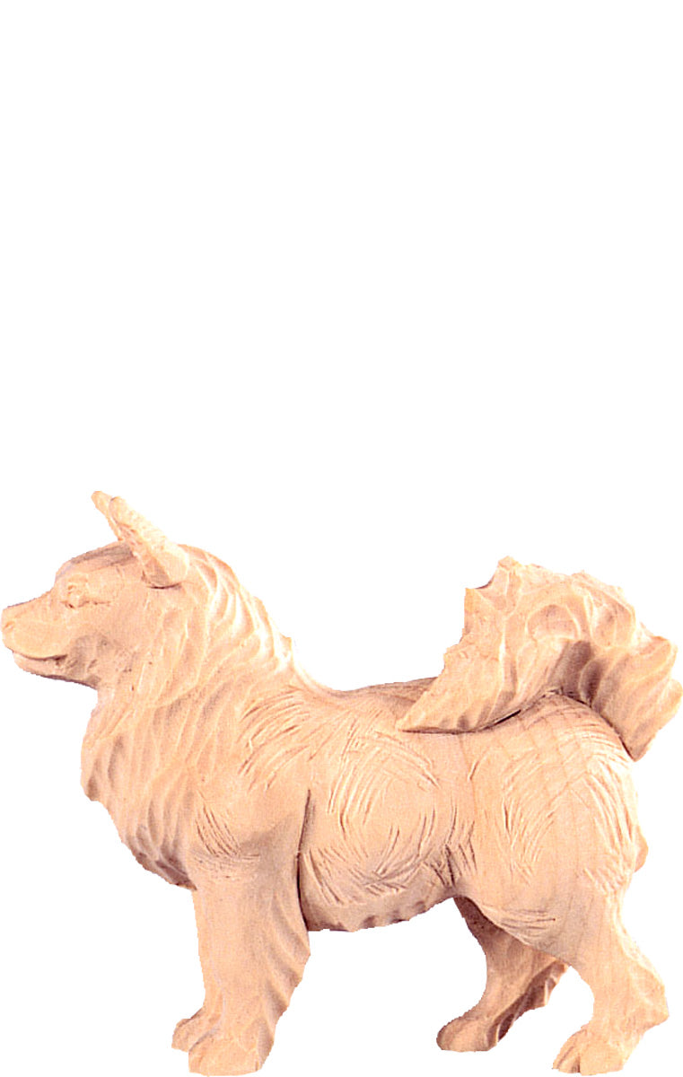 Spitzhund R.K.