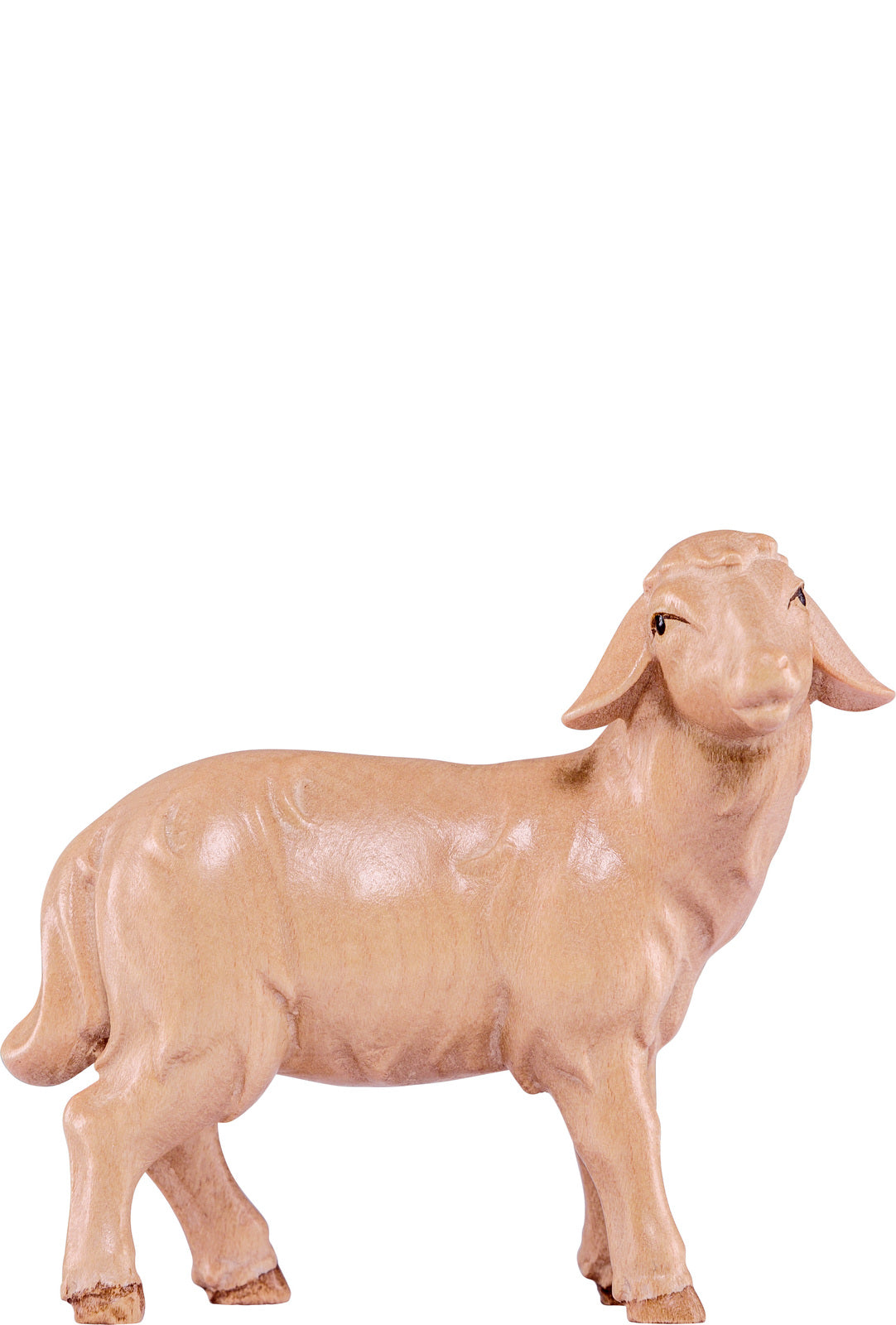 Schaf stehend Artis