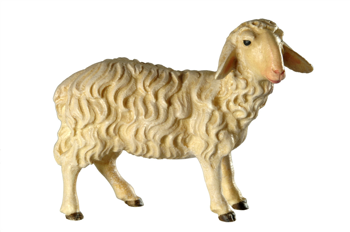 Schaf stehend