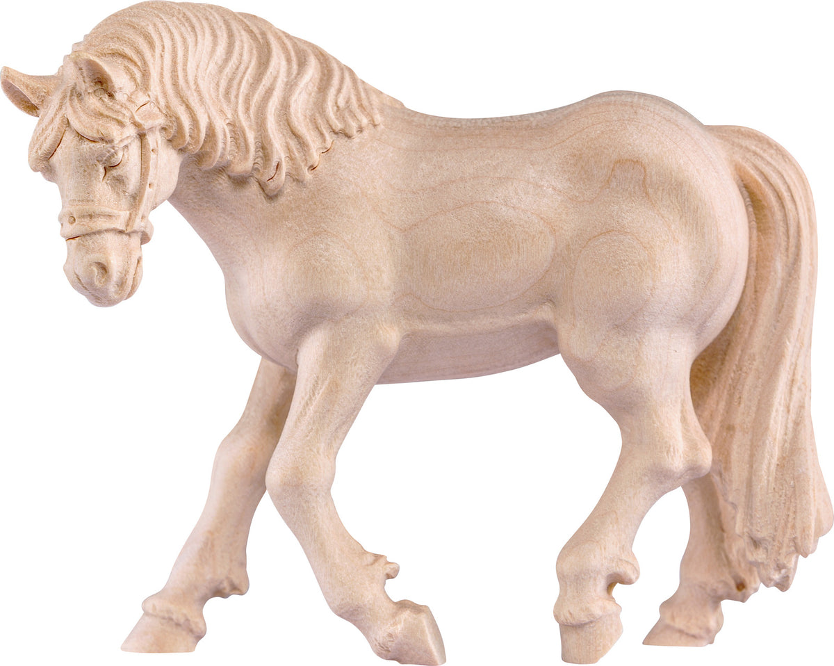 Pferd Schimmel