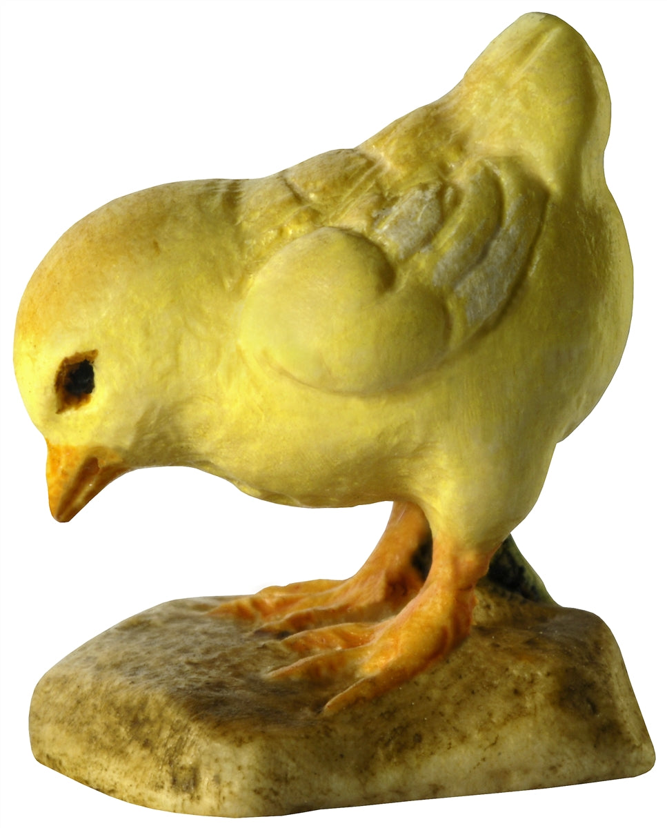 Hühnerküken pickend