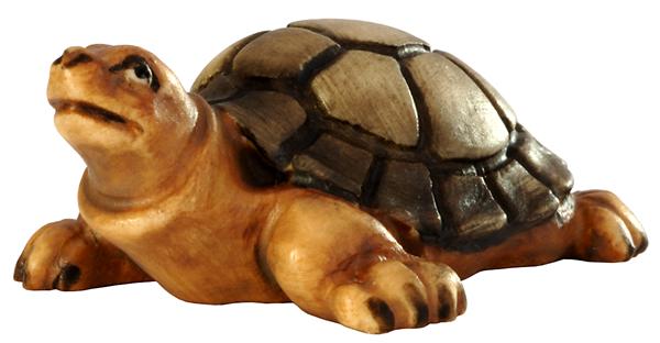 Schildkröte