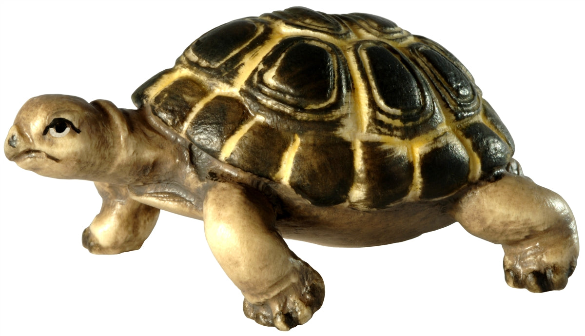 Landschildkröte