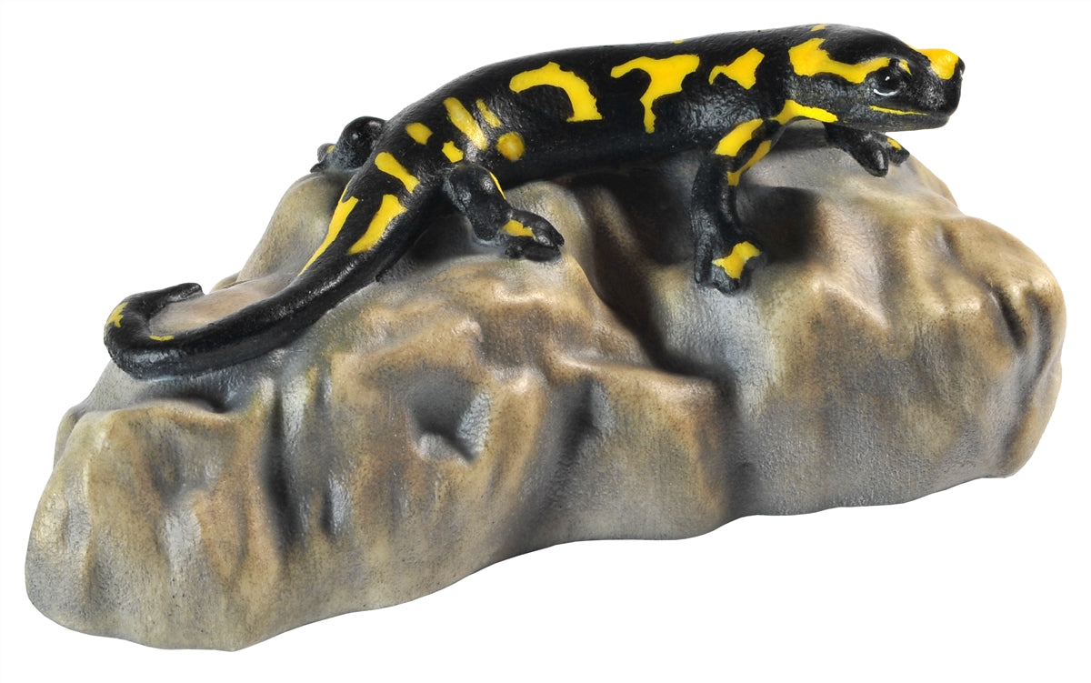 Salamander auf Stein