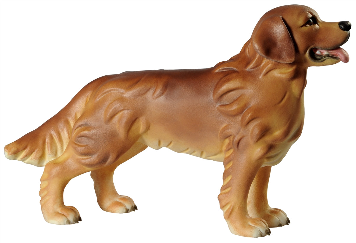 Retriever Hund