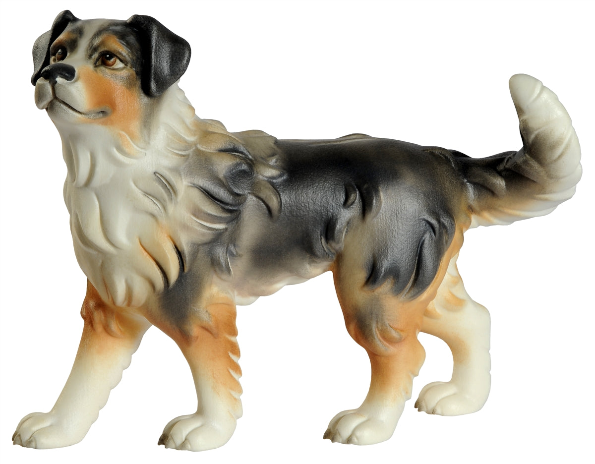 Australian shepherd Hund