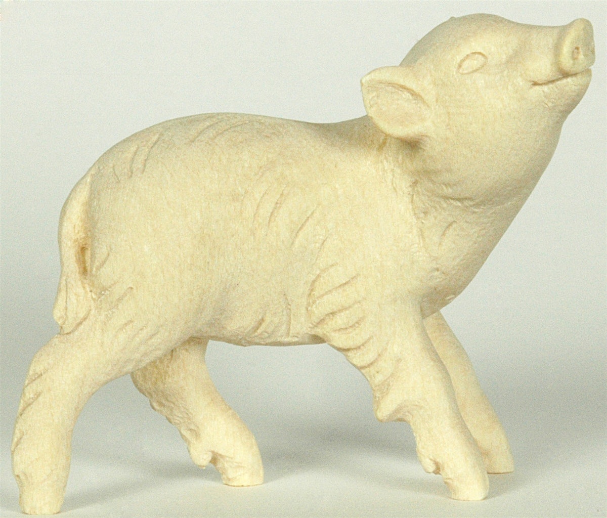 Wildschweinjunge Kopf oben