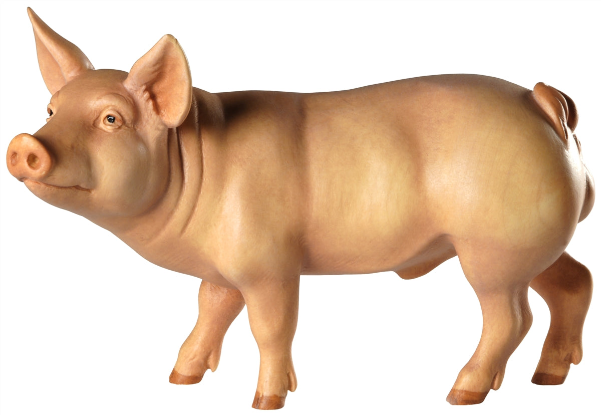 Eber (Schwein)