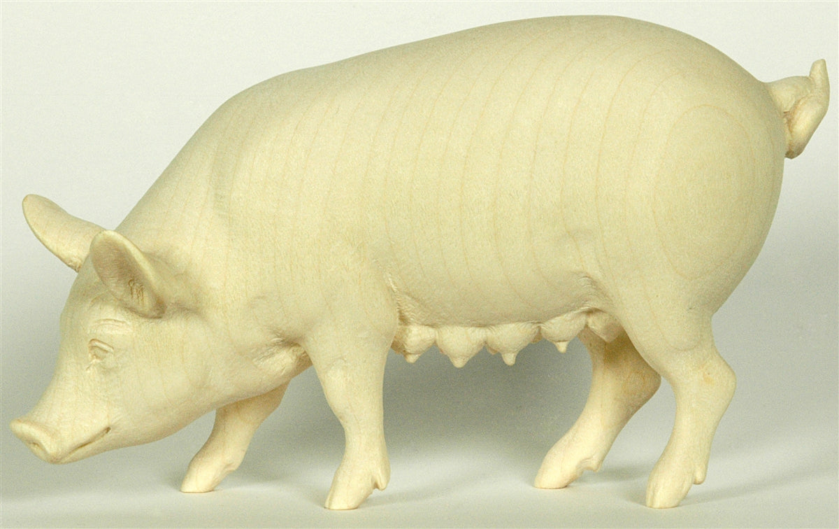 Sau (Schwein)