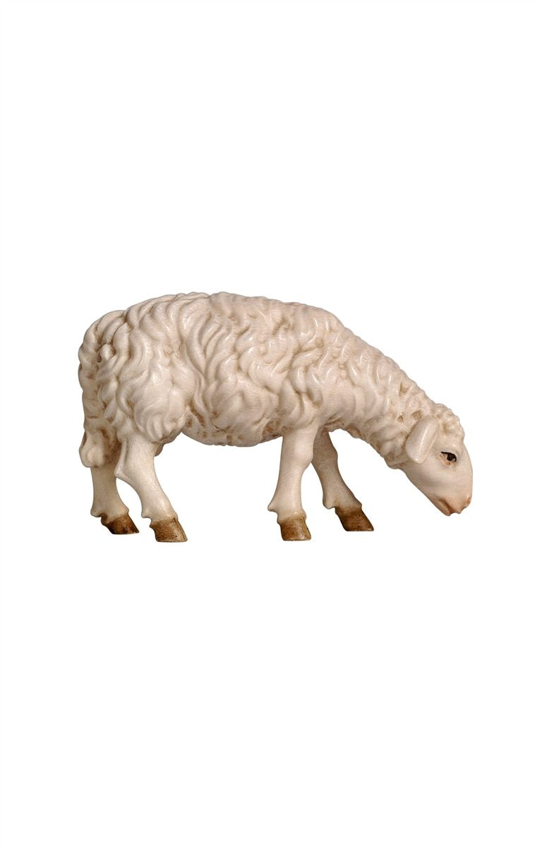 RA Schaf äsend vorwärtssch.
