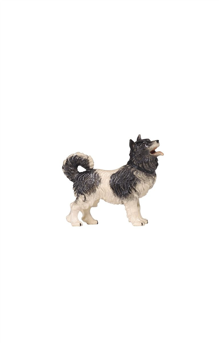 KO Hund Spitz