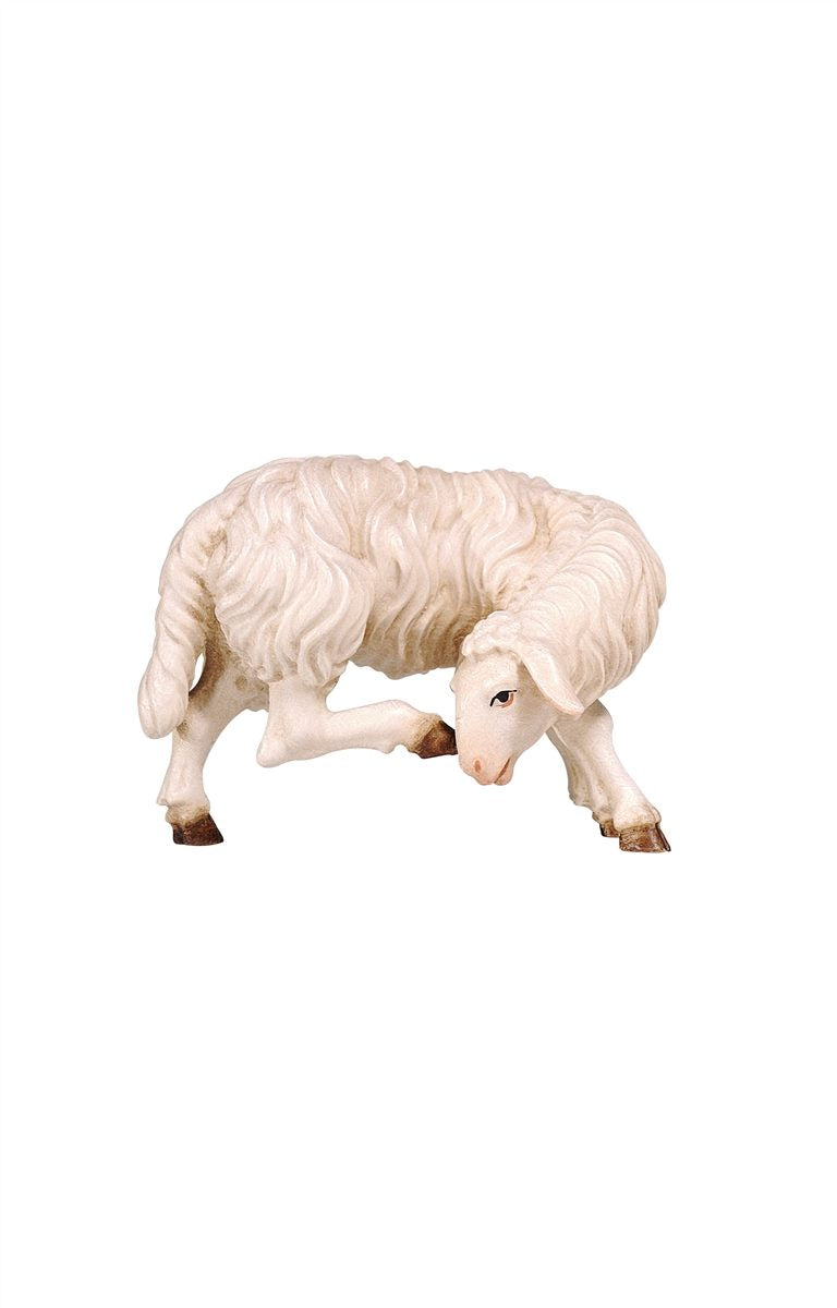 KO Schaf kratzend