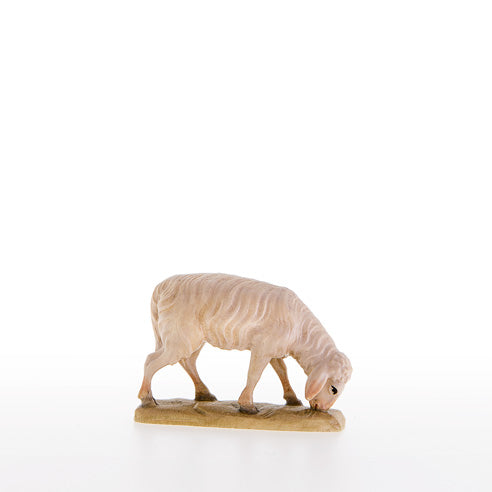 Abweidendes Schaf
