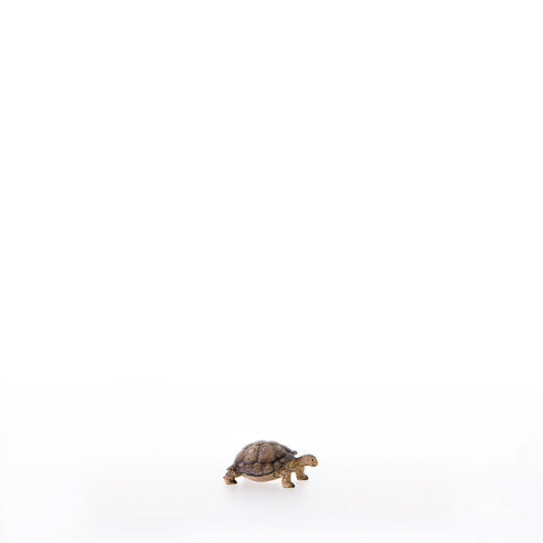 Schildkroete