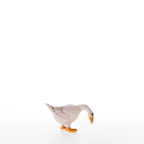Gans nach unten schauend