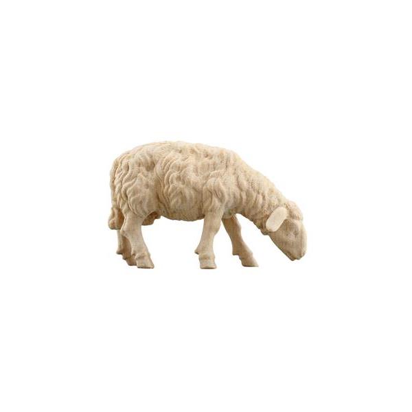 ZI Schaf äsend vorwärtsschauend - natur