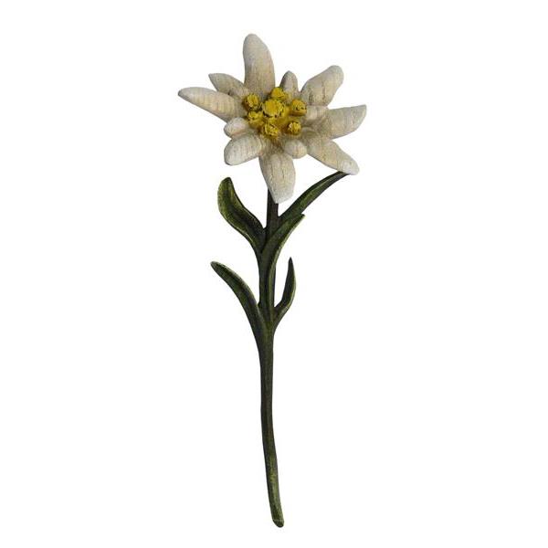 Edelweiss - Esche - natur